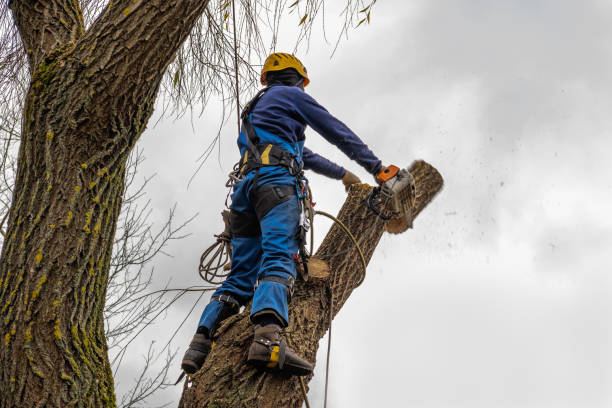 Why Choose Our Tree Removal Services in Nampa, ID?