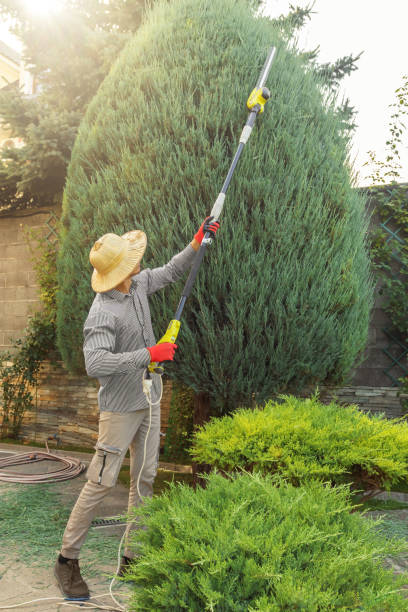 Best Tree Planting Service  in Nampa, ID