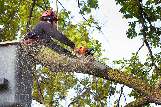 Best Commercial Tree Services  in Nampa, ID